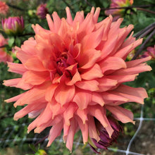 Load image into Gallery viewer, Terracotta Dahlia Tuber
