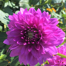 Load image into Gallery viewer, Blue Boy Dahlia Tuber
