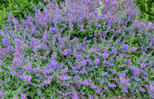 Load image into Gallery viewer, Catmint
