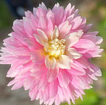 Load image into Gallery viewer, Chilson&#39;s Pride Dahlia Tuber
