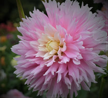 Load image into Gallery viewer, Chilson&#39;s Pride Dahlia Tuber - CHIL
