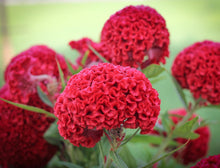 Load image into Gallery viewer, Celosia Seeds Mix
