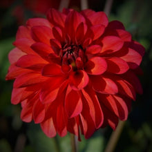 Load image into Gallery viewer, Groovy Dahlia Tuber
