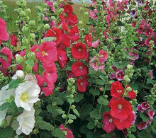 Load image into Gallery viewer, Perennial Hollyhocks Seeds Mix
