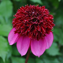 Load image into Gallery viewer, Poodle Skirt Dahlia Tuber
