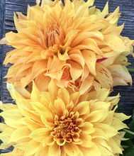 Load image into Gallery viewer, JS Butterscotch Dahlia Tuber
