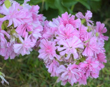 Load image into Gallery viewer, Pink Soapwort
