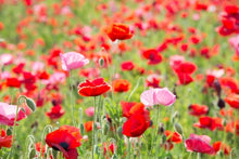 Load image into Gallery viewer, Perennial Poppy Seeds Mix
