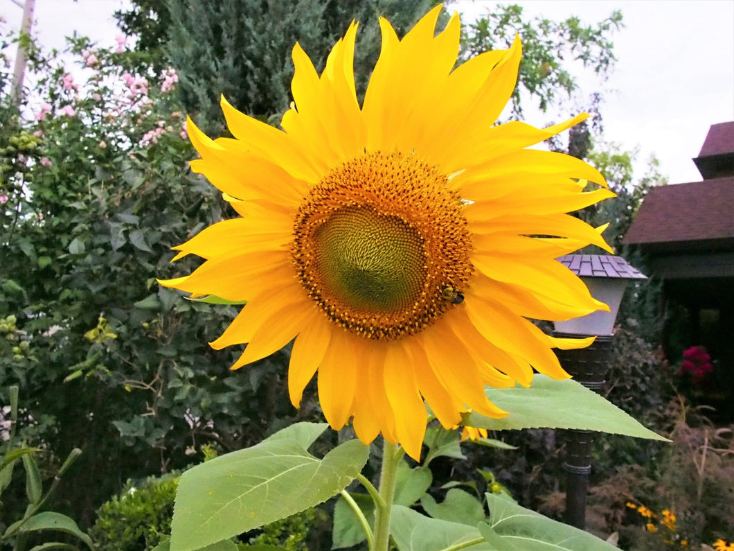 Sunflower Seeds Mix