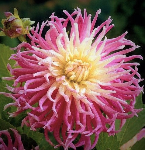 Star's Favorite Dahlia Tuber